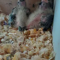 یک جفت عروس هلندی همرا ۳ عدد جوجه بزرگ|پرنده|تهران, استخر|دیوار