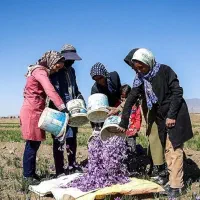 چند نفر هستیم زعفران جمع میکنیم
