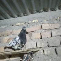 کفتر|پرنده|بیرجند, |دیوار