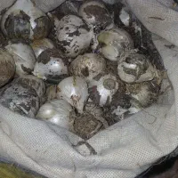 موسیر کوهی تازه