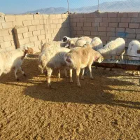 تانکر اب|ابزارآلات|سده (خراسان جنوبی), |دیوار