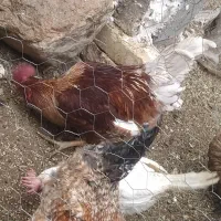 خروس تزیینی خیلی زیبا