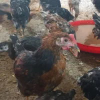 جوجه ۳ ماهه ۹۰ عدد  ۱/۵ ماهه ۱۵۰ عدد مرغ ۳۰ عدد|حیوانات مزرعه|مشهد, موعود|دیوار