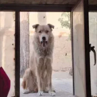 سگ گمشده