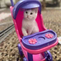 واگذاری گربه نر|گربه|ارومیه, |دیوار