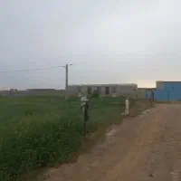 کرایه-گاوداری-150-راسی-در-روستای-کمالی