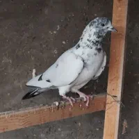 کله دمبی زرد سفید پرشی بازدید پیربکران