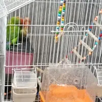 طوطی برزیلی جفت