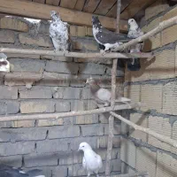 کبوتر .|پرنده|تهران, خاوران|دیوار