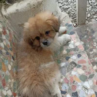 واگذاری میکس امپریال و پامر|سگ|شیرود, |دیوار