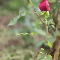 سفارش نقاشی با تمام تکنیک ها در ابعاد مختلف