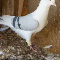 کبوتر پشتدار نر کاکلی اثتثنایی