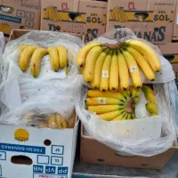 حراج موز فیلیپین اکوادور|حراج|قائم‌شهر, |دیوار