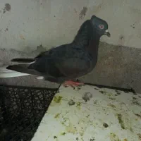 کبوترسینه ای ودمی