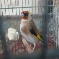 سهره نر ...مست