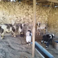 یک راس بره و یک راس بیگ پروار  و یک راس تیشتر