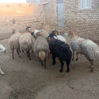 میش گله|حیوانات مزرعه|سبزوار, قصبه شرقی|دیوار