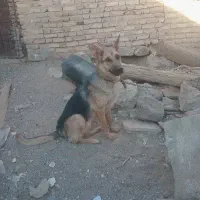 سگ ژرمن