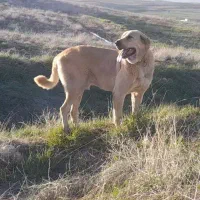 واگذاری سگ پژدر