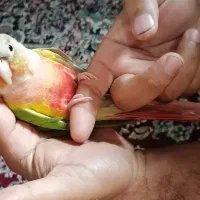 گرینچیک رام باقفس|پرنده|کرمان, |دیوار