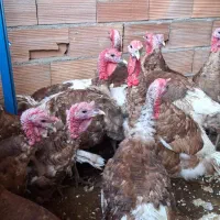 بوقلمون خومالی|حیوانات مزرعه|مریوان, |دیوار