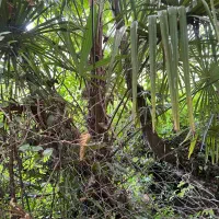 فروش درختان نخل بادبزنی محدوده رضوانشهر|گل و گیاه طبیعی|ضیابر, |دیوار