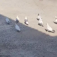 کفتر