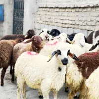 .گوسفند زنده اورگانیک.ب شرط نصفه.خونی|حیوانات مزرعه|مشهد, نوید|دیوار