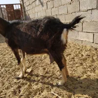 بز الپاین بادوبزغاله ماده|حیوانات مزرعه|مشهد, آبکوه|دیوار