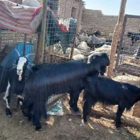 فروش بز آبستن سنگین چنتا ش تا هفت روزیکه میزایند|حیوانات مزرعه|مرودشت, نقش رستم|دیوار