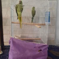 طوطی ملنگو|پرنده|محلات, |دیوار