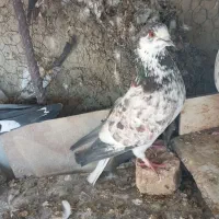 مفلق کله ای سوسکی پرشی ساعتی /نرماده مایه کفتر|پرنده|اصفهان, بوستان ناژوان|دیوار