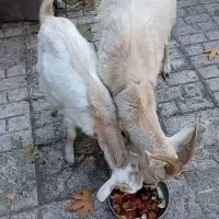 بز وبزغاله سانان