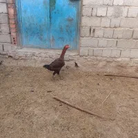 دو تا مرغ لاری اصل