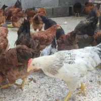 مرغ و خروس محلی|حیوانات مزرعه|بهبهان, |دیوار