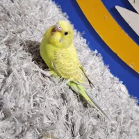 مرغ عشق کاملا دستی و گرینچیک اناناسی دستی