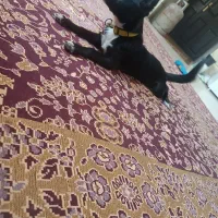 سگ اشپیدز