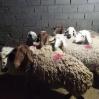 ۸ راس میش داشتی آبستن|حیوانات مزرعه|سبزوار, قصبه شرقی|دیوار