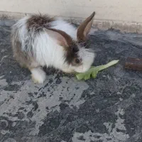 خرگوش