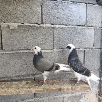 کبوتر شازده