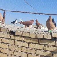 کبوتررنگی|پرنده|شوشتر, |دیوار