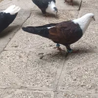 کلاغ نرماده ساده امری نر