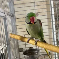 شاه طوطی|پرنده|رشت, بوسار|دیوار