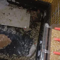 فنج مولد 5عدد