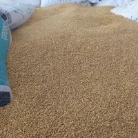 گندم تحویل  با نیسان