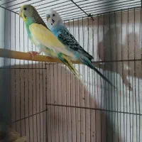 مرغ عشق های کارداده وآماده|پرنده|اقبالیه, |دیوار