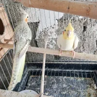 فروش عروس هلندی با جوجه