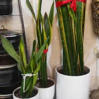 سه عدد گل سانسوریا با گلدان و زیر گلدانی|گل و گیاه طبیعی|بهارستان, |دیوار