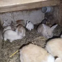 بچه خرگوش|موش و خرگوش|خواف, |دیوار