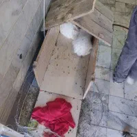 خرگوش مادر و دختر